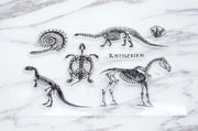 Dinosaur clear Stamp/Fossil rubber Stamp/ Illustration Stamp, Animal Stamp, Abstrack clear Stamp/Science Stamp, Skull Stamp, Wild life Stamp