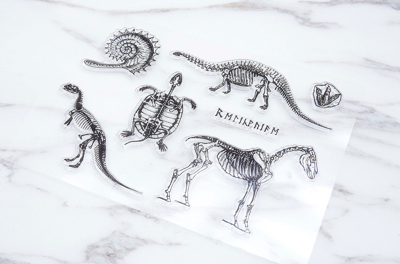 Dinosaur clear Stamp/Fossil rubber Stamp/ Illustration Stamp, Animal Stamp, Abstrack clear Stamp/Science Stamp, Skull Stamp, Wild life Stamp
