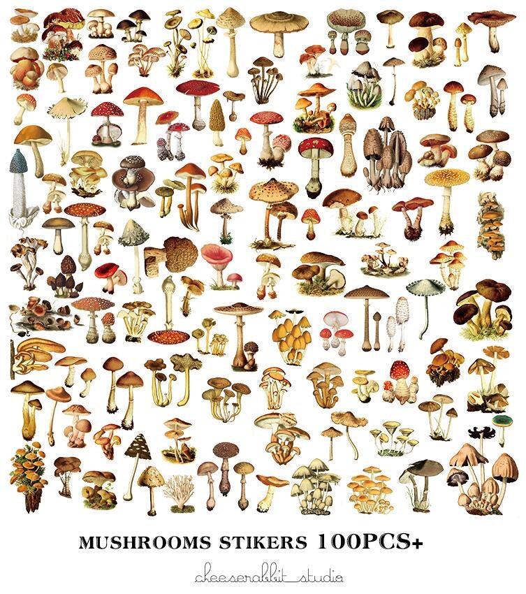 Mushroom collection Washi Stickers*100 Piece Bag of Botanical Stickers*Junk Journal, Card, Scrapbook, Planner, Collage Supply